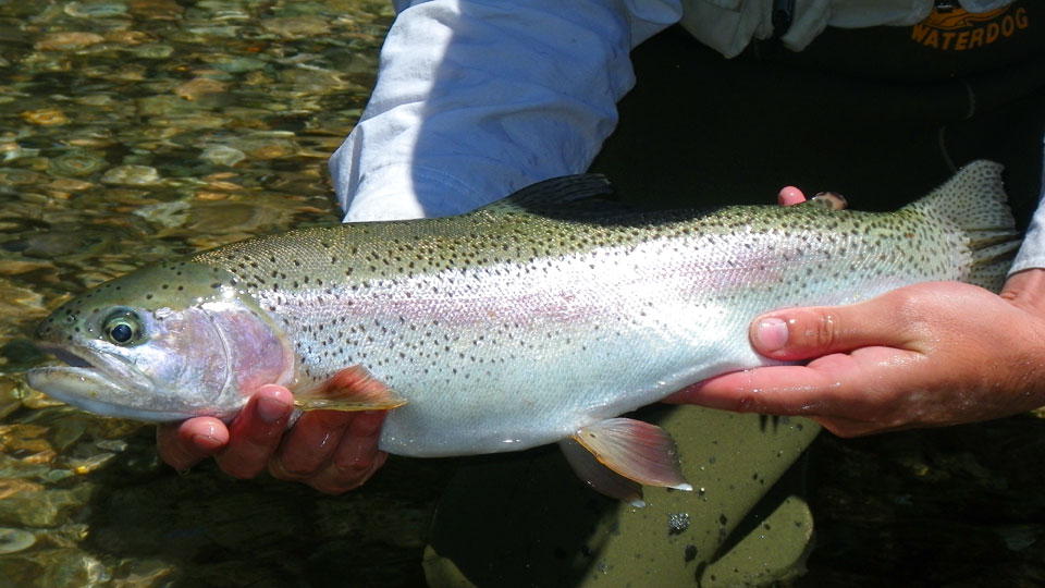 Patagonia fly fishing